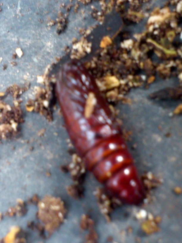 «ö¦¹¦b·sµøµ¡ÂsÄý¹Ï¤ù