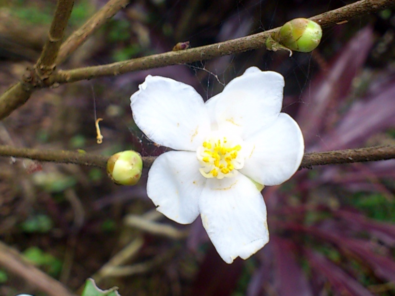 «ö¦¹¦b·sµøµ¡ÂsÄý¹Ï¤ù