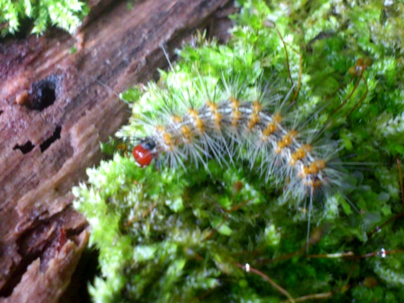 «ö¦¹¦b·sµøµ¡ÂsÄý¹Ï¤ù