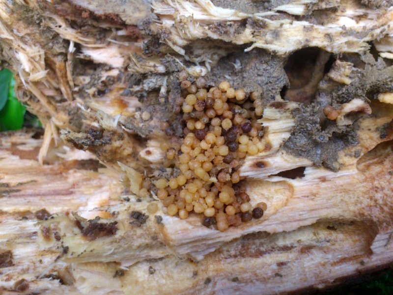 «ö¦¹¦b·sµøµ¡ÂsÄý¹Ï¤ù