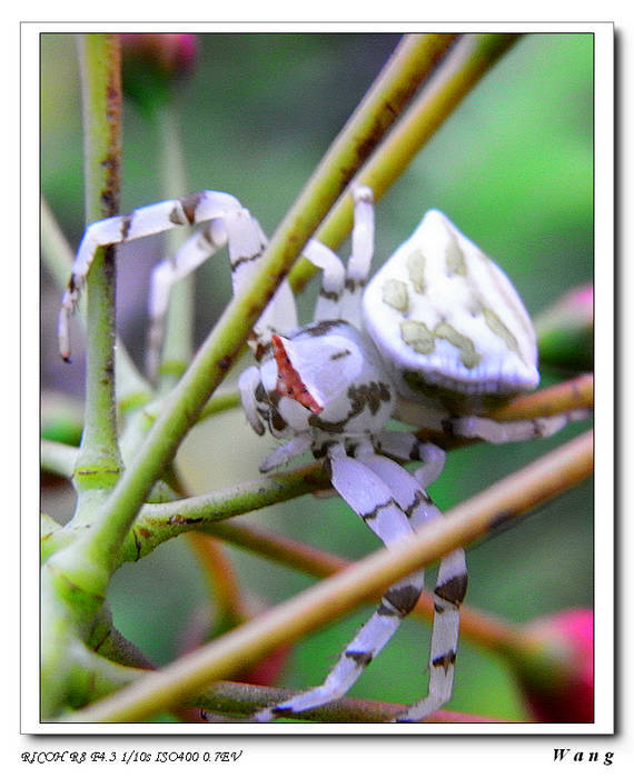 «ö¦¹¦b·sµøµ¡ÂsÄý¹Ï¤ù