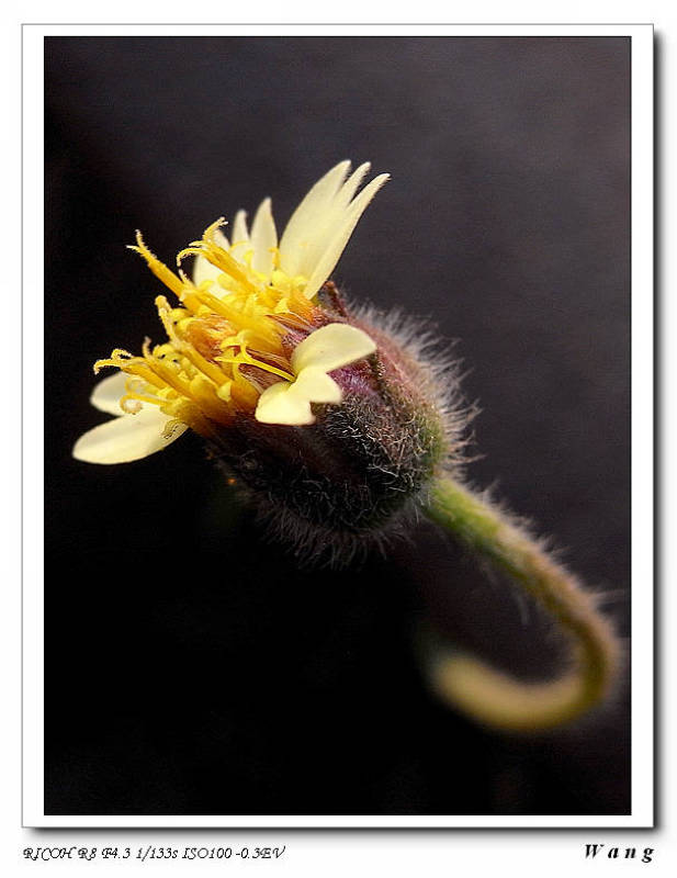 «ö¦¹¦b·sµøµ¡ÂsÄý¹Ï¤ù