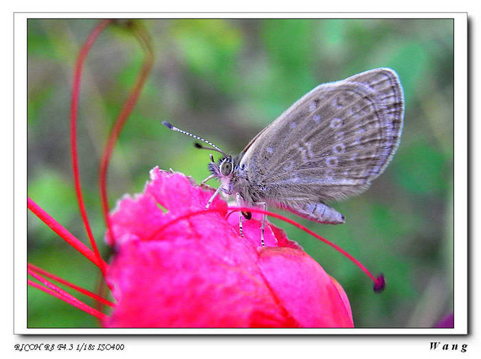 «ö¦¹¦b·sµøµ¡ÂsÄý¹Ï¤ù