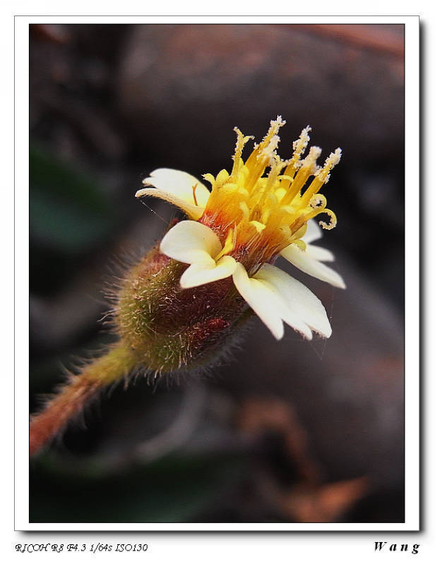 «ö¦¹¦b·sµøµ¡ÂsÄý¹Ï¤ù