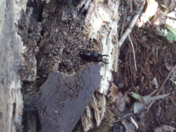 «ö¦¹¦b·sµøµ¡ÂsÄý¹Ï¤ù