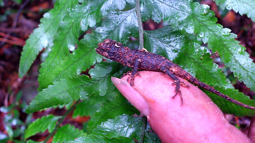 «ö¦¹¦b·sµøµ¡ÂsÄý¹Ï¤ù