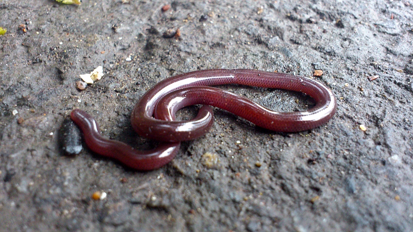 «ö¦¹¦b·sµøµ¡ÂsÄý¹Ï¤ù