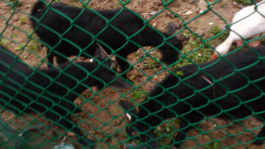 «ö¦¹¦b·sµøµ¡ÂsÄý¹Ï¤ù