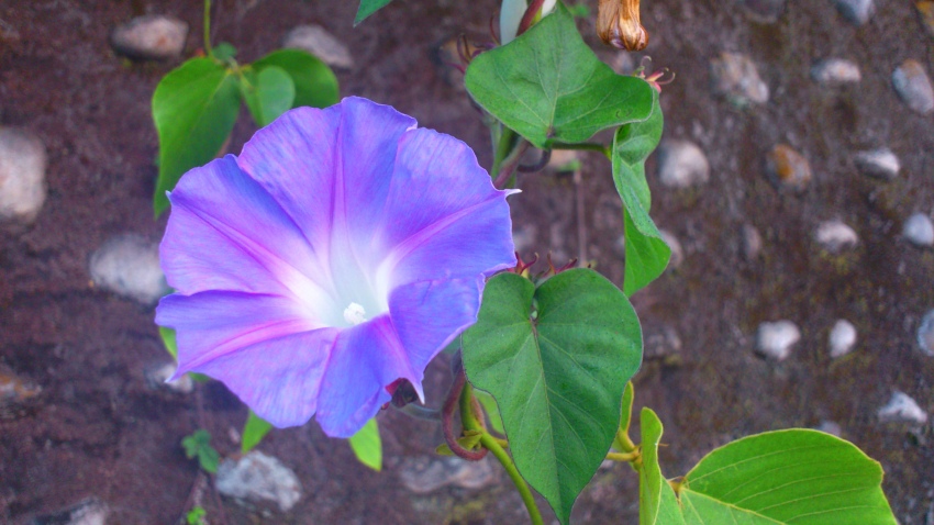 «ö¦¹¦b·sµøµ¡ÂsÄý¹Ï¤ù