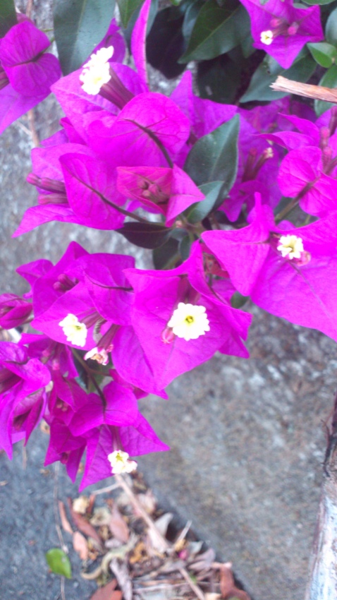 «ö¦¹¦b·sµøµ¡ÂsÄý¹Ï¤ù