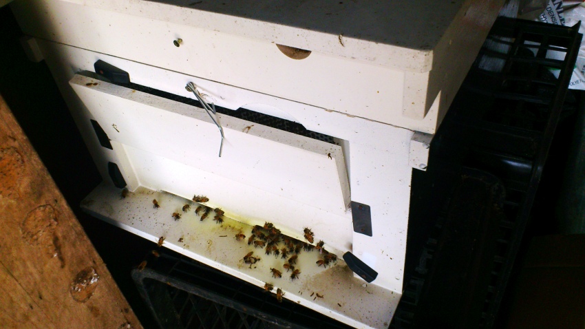 «ö¦¹¦b·sµøµ¡ÂsÄý¹Ï¤ù