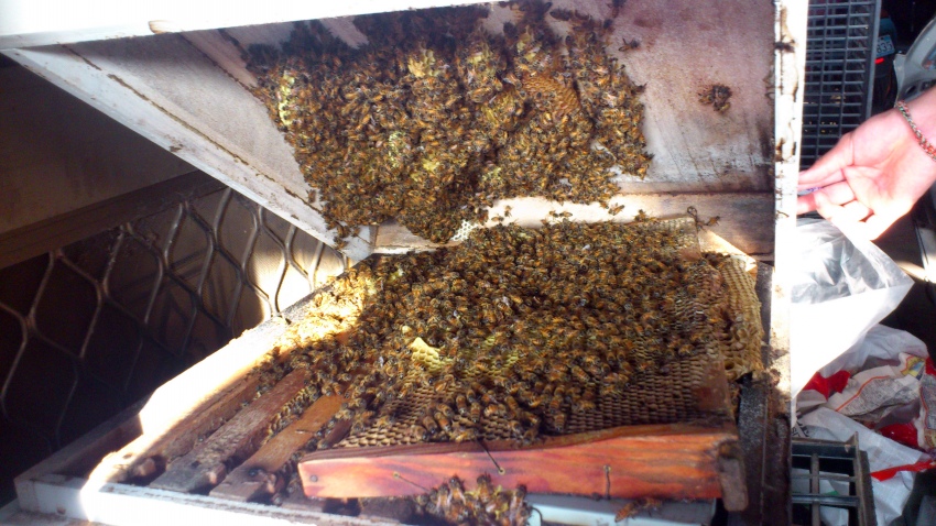 «ö¦¹¦b·sµøµ¡ÂsÄý¹Ï¤ù