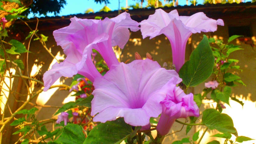 «ö¦¹¦b·sµøµ¡ÂsÄý¹Ï¤ù