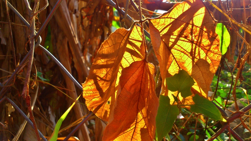 «ö¦¹¦b·sµøµ¡ÂsÄý¹Ï¤ù