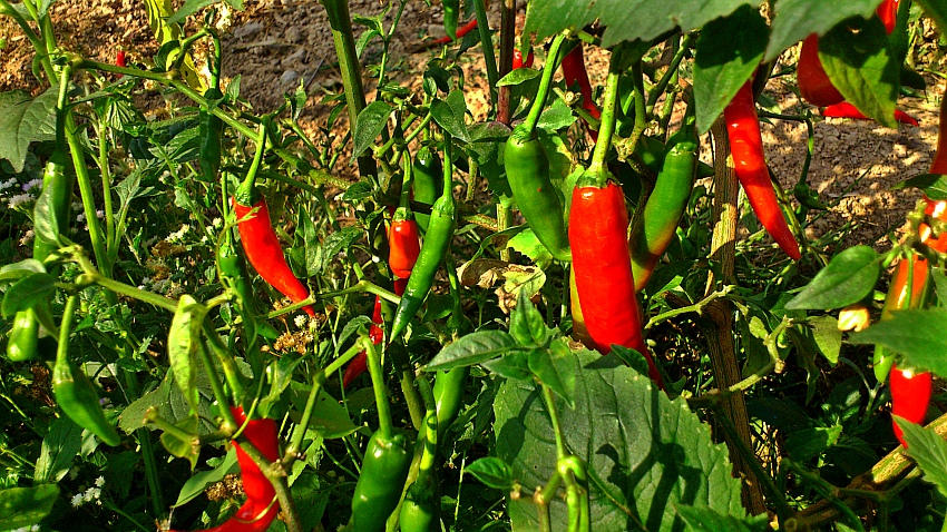 «ö¦¹¦b·sµøµ¡ÂsÄý¹Ï¤ù