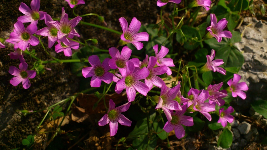 «ö¦¹¦b·sµøµ¡ÂsÄý¹Ï¤ù