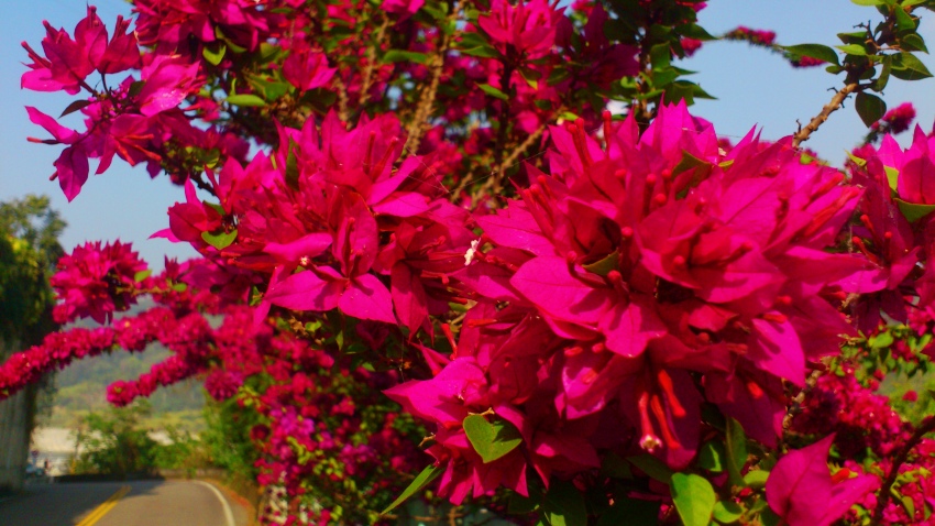 «ö¦¹¦b·sµøµ¡ÂsÄý¹Ï¤ù