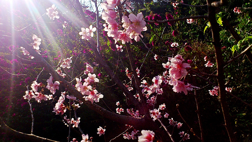 «ö¦¹¦b·sµøµ¡ÂsÄý¹Ï¤ù