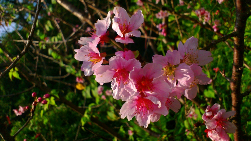 «ö¦¹¦b·sµøµ¡ÂsÄý¹Ï¤ù