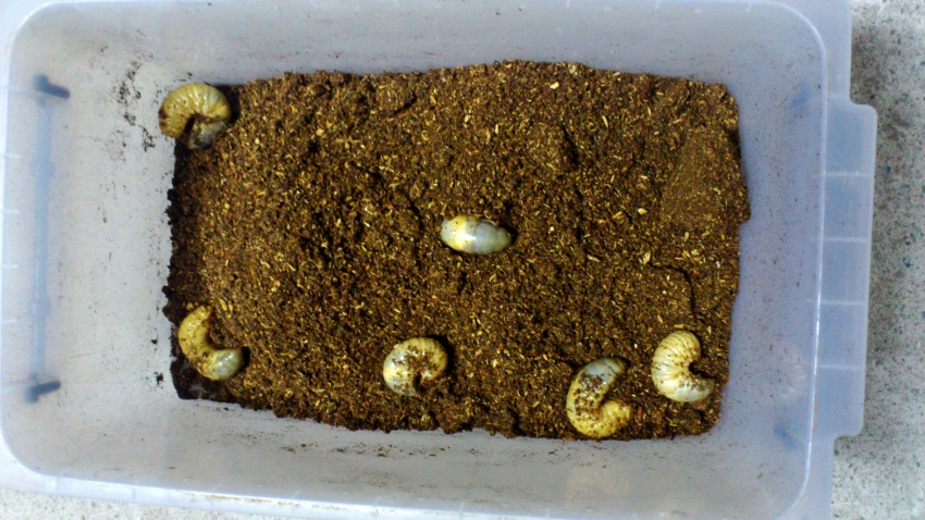 «ö¦¹¦b·sµøµ¡ÂsÄý¹Ï¤ù