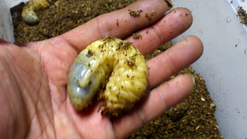 «ö¦¹¦b·sµøµ¡ÂsÄý¹Ï¤ù