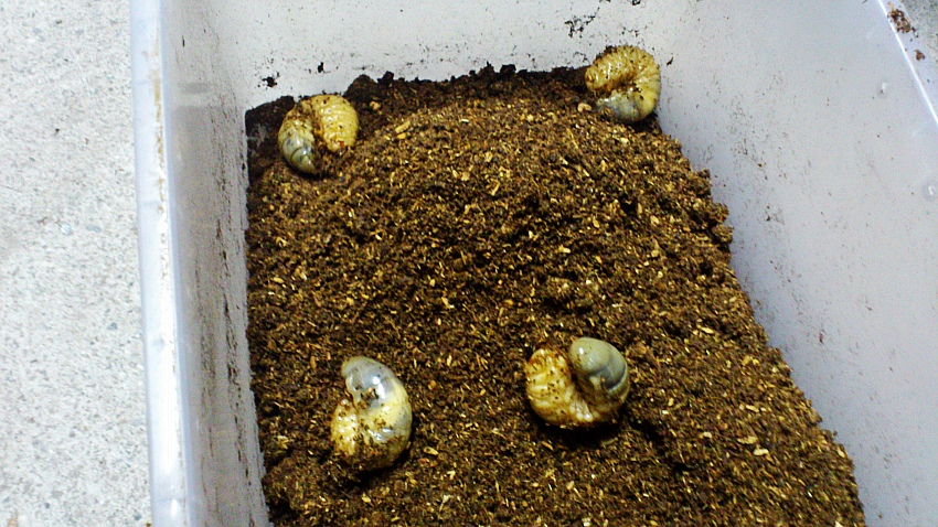 «ö¦¹¦b·sµøµ¡ÂsÄý¹Ï¤ù