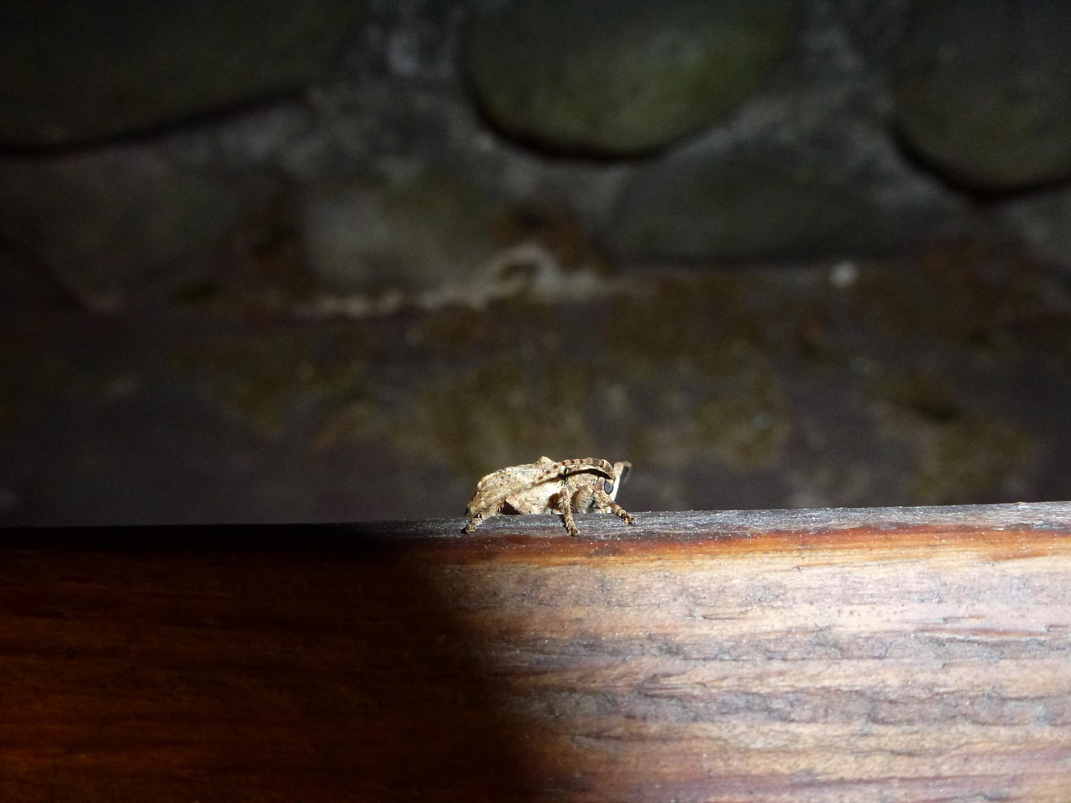 «ö¦¹¦b·sµøµ¡ÂsÄý¹Ï¤ù