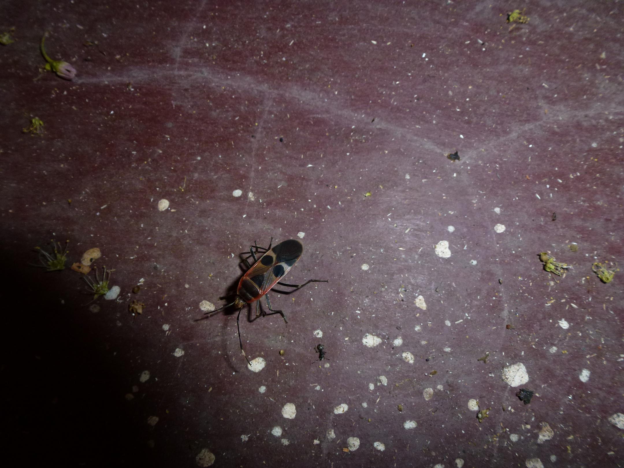 «ö¦¹¦b·sµøµ¡ÂsÄý¹Ï¤ù