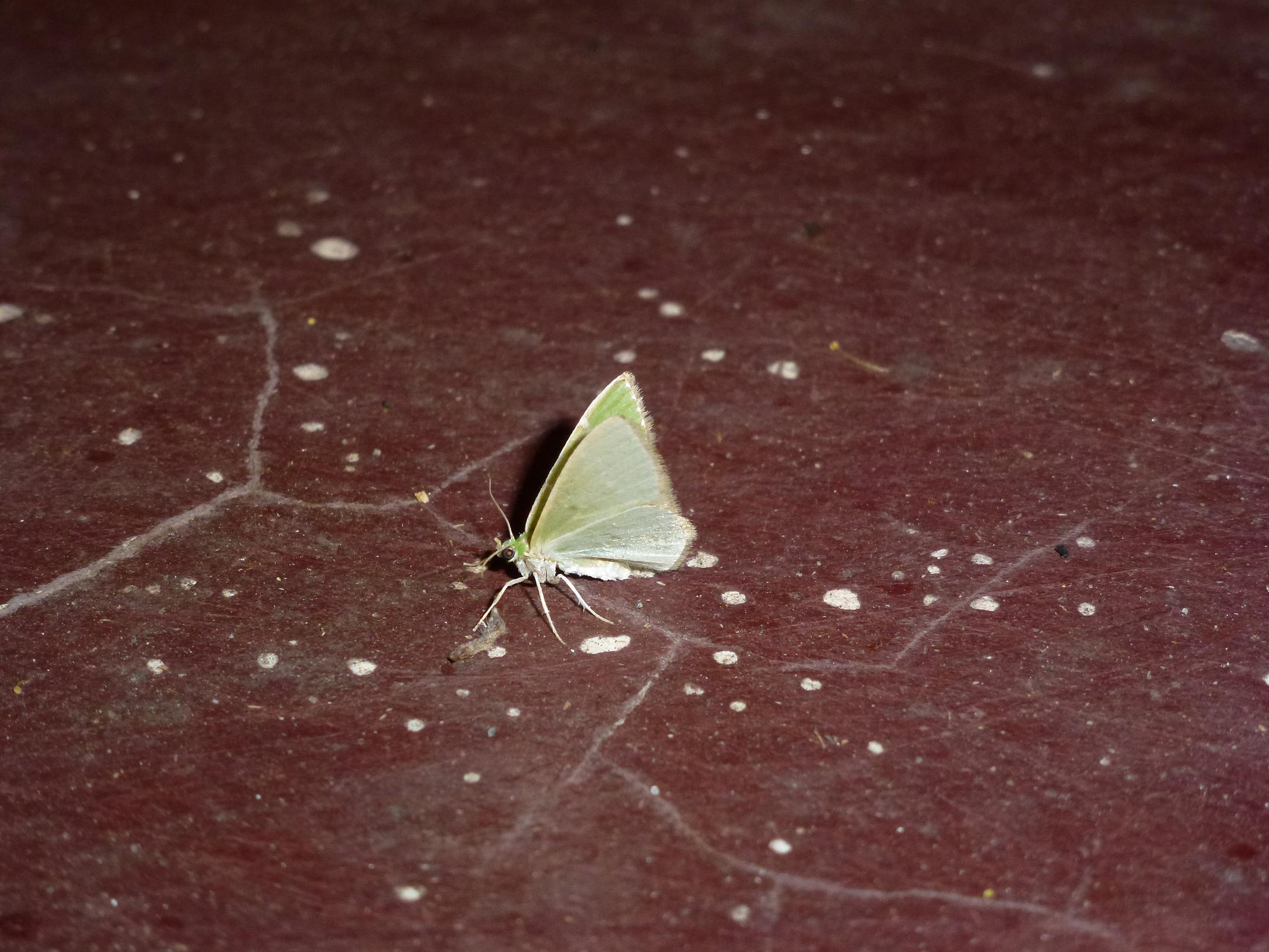 «ö¦¹¦b·sµøµ¡ÂsÄý¹Ï¤ù