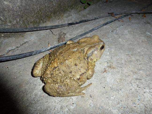 «ö¦¹¦b·sµøµ¡ÂsÄý¹Ï¤ù