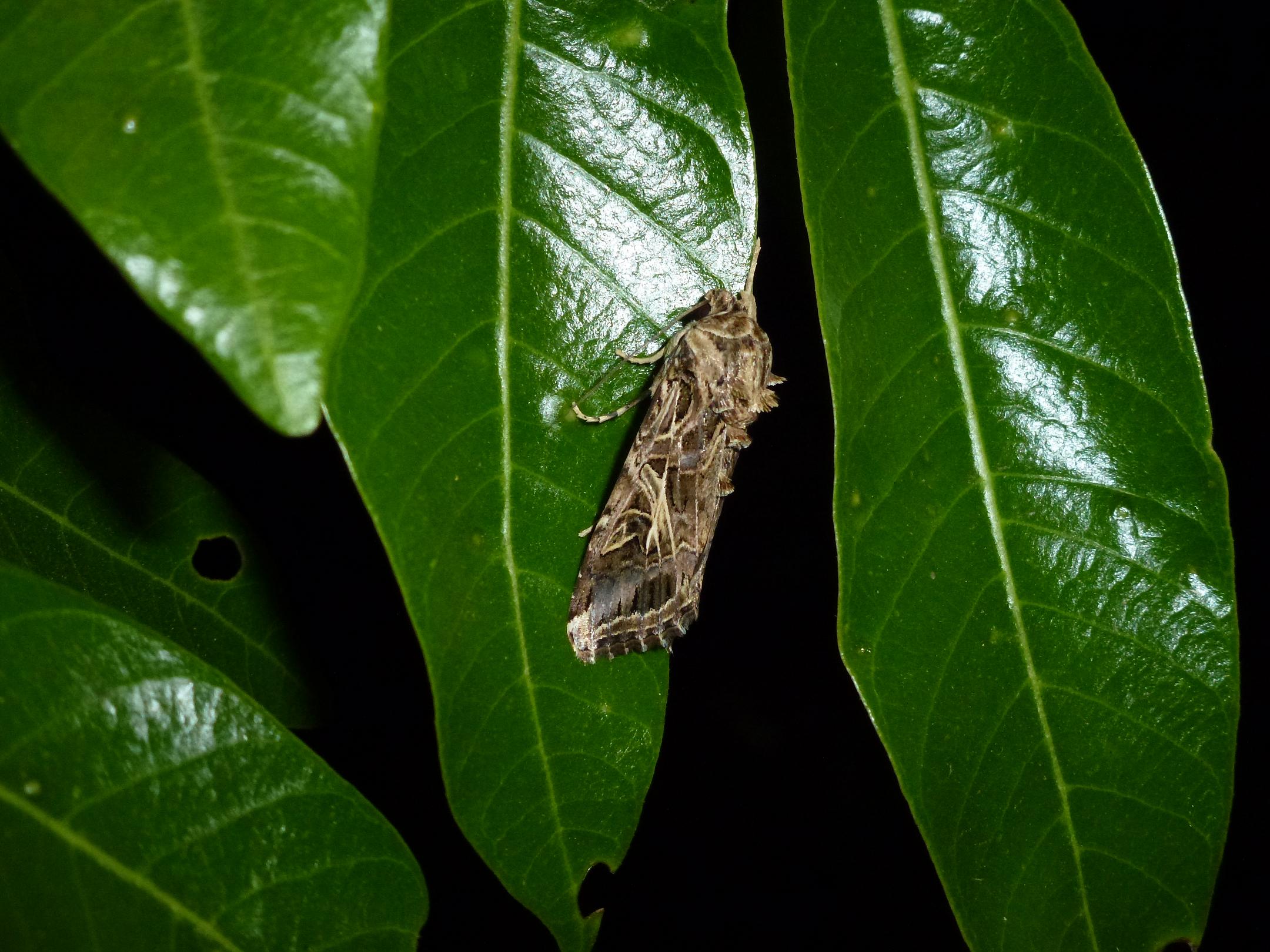 «ö¦¹¦b·sµøµ¡ÂsÄý¹Ï¤ù