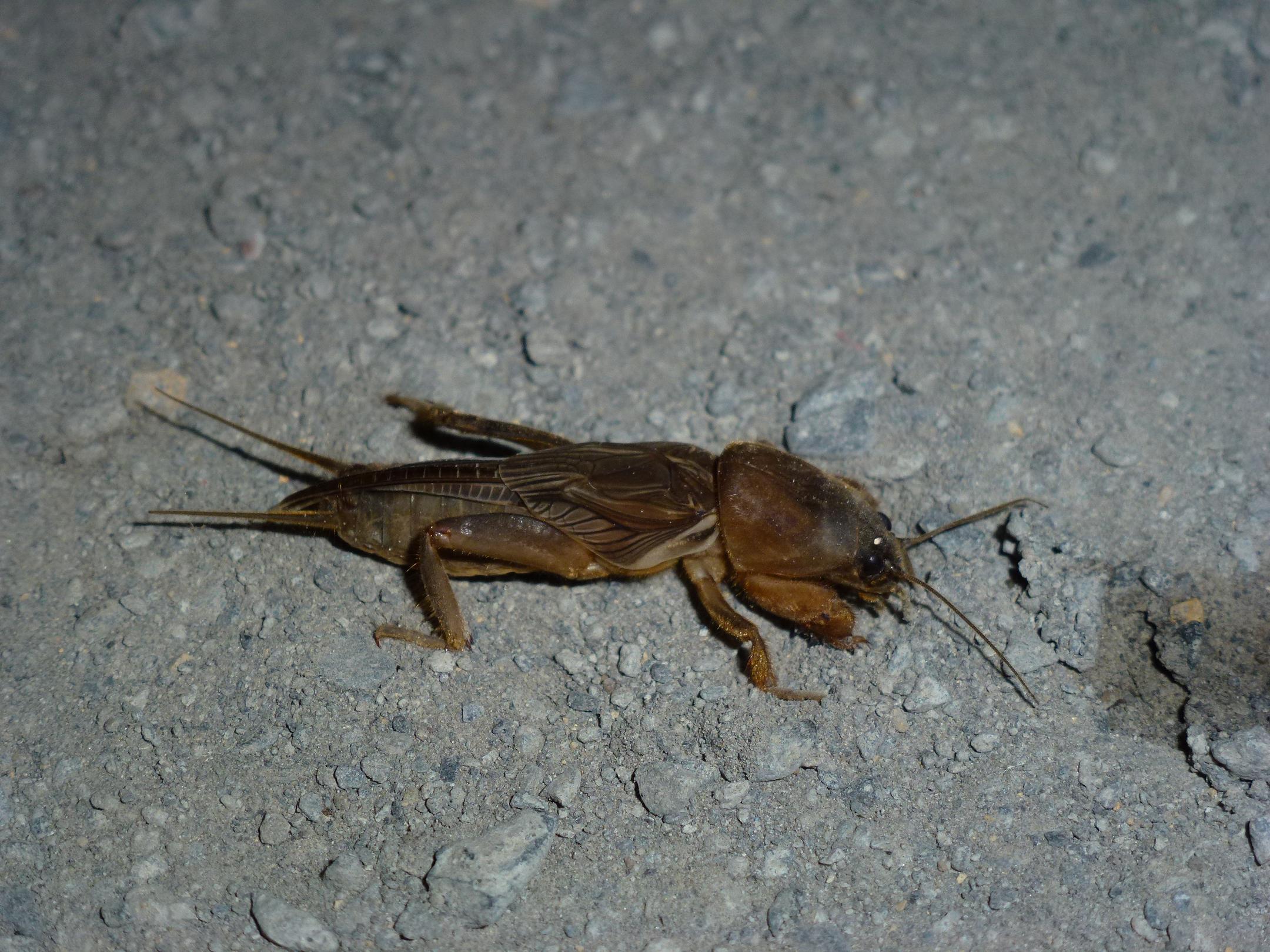 «ö¦¹¦b·sµøµ¡ÂsÄý¹Ï¤ù