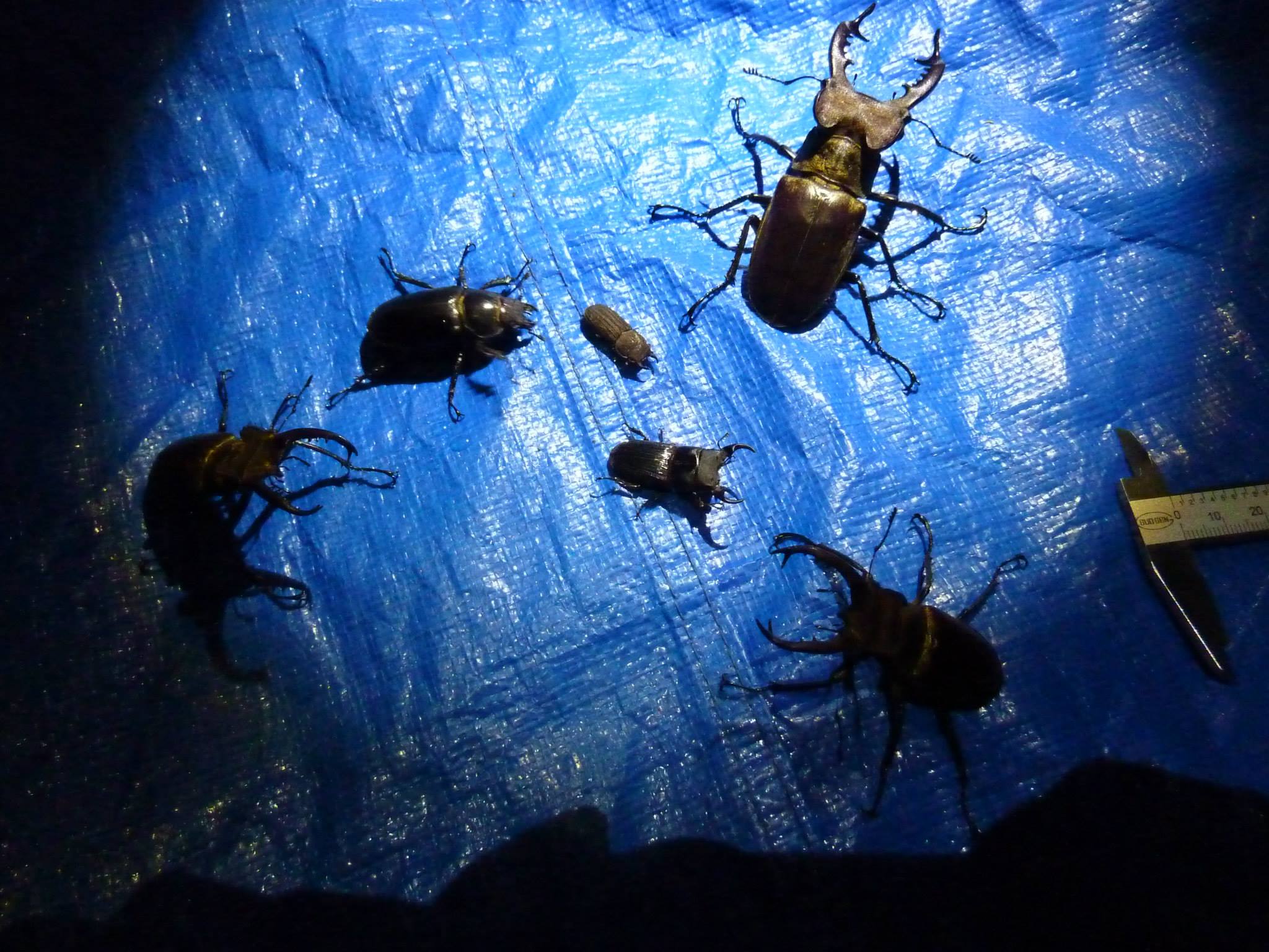 按此在新視窗瀏覽圖片