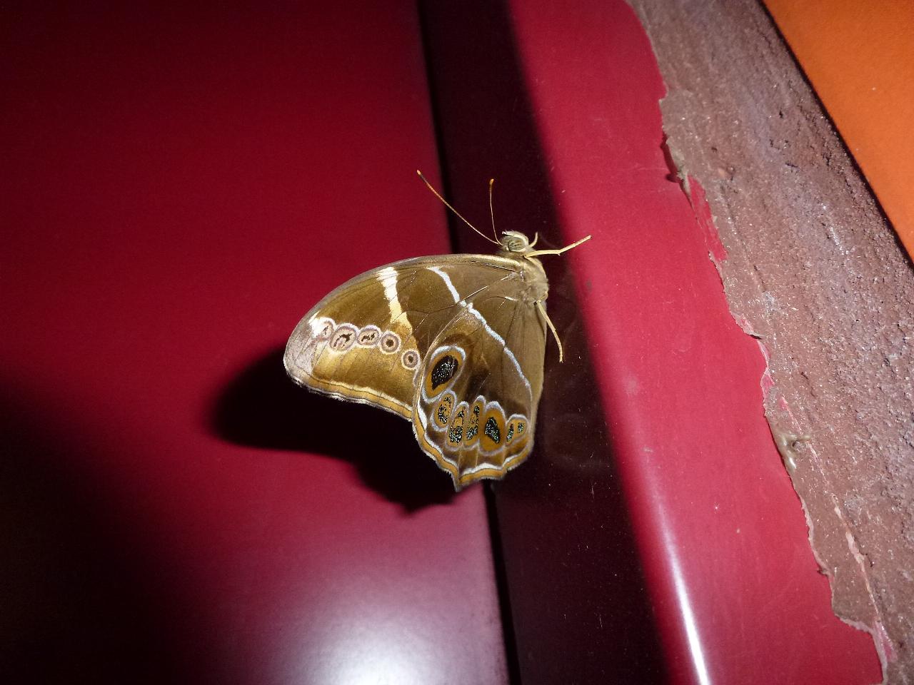 «ö¦¹¦b·sµøµ¡ÂsÄý¹Ï¤ù