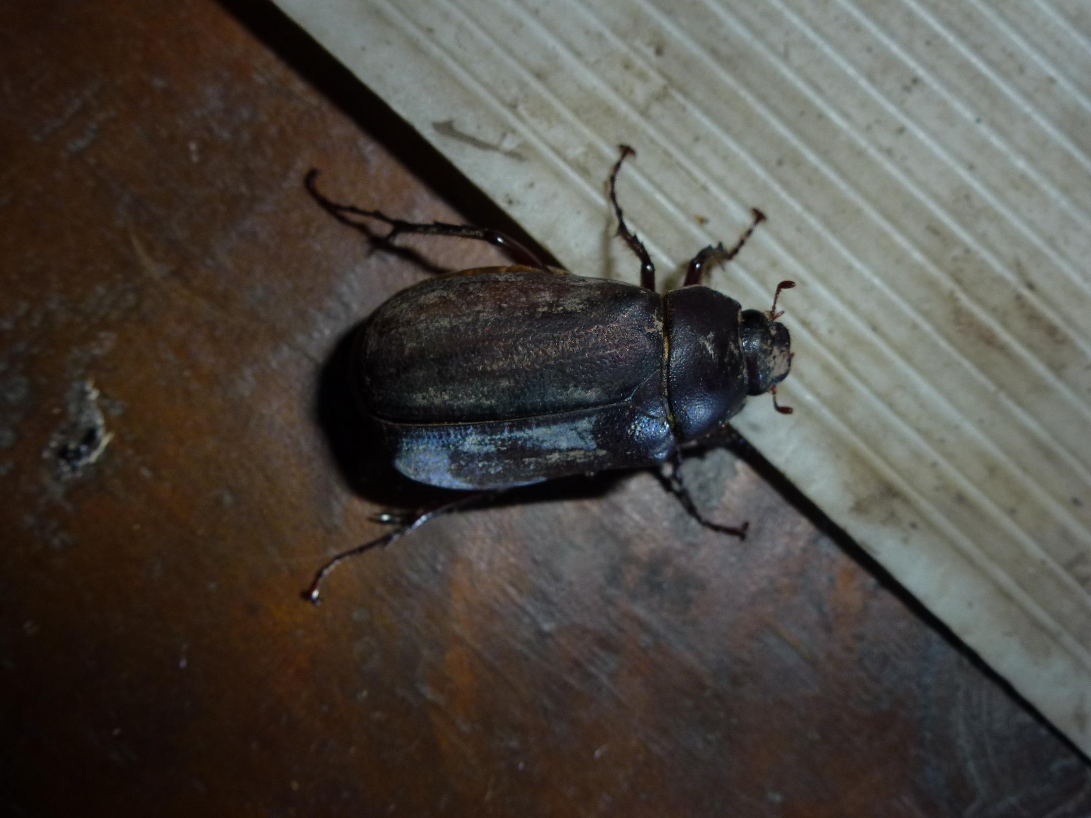 «ö¦¹¦b·sµøµ¡ÂsÄý¹Ï¤ù