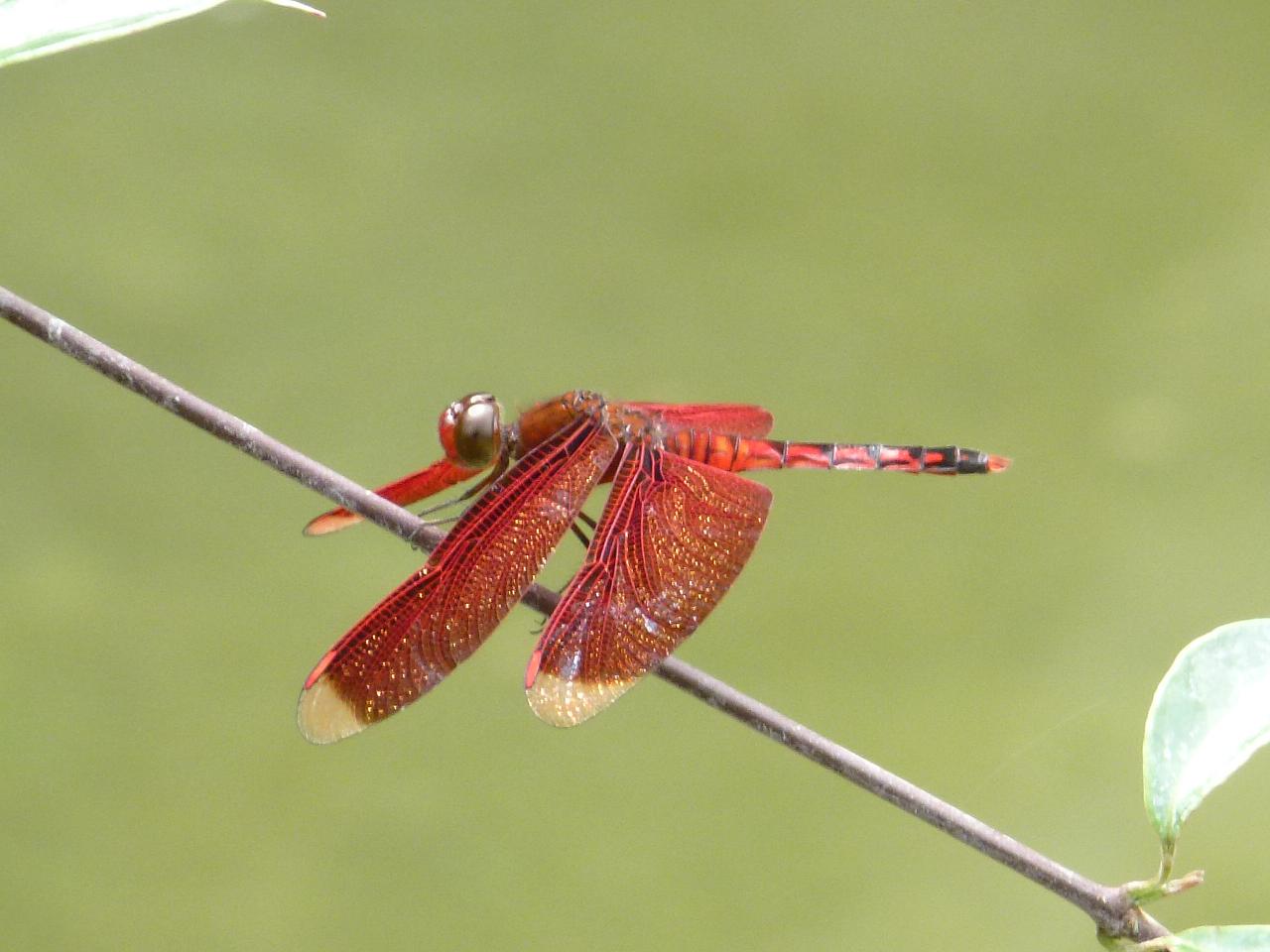 «ö¦¹¦b·sµøµ¡ÂsÄý¹Ï¤ù