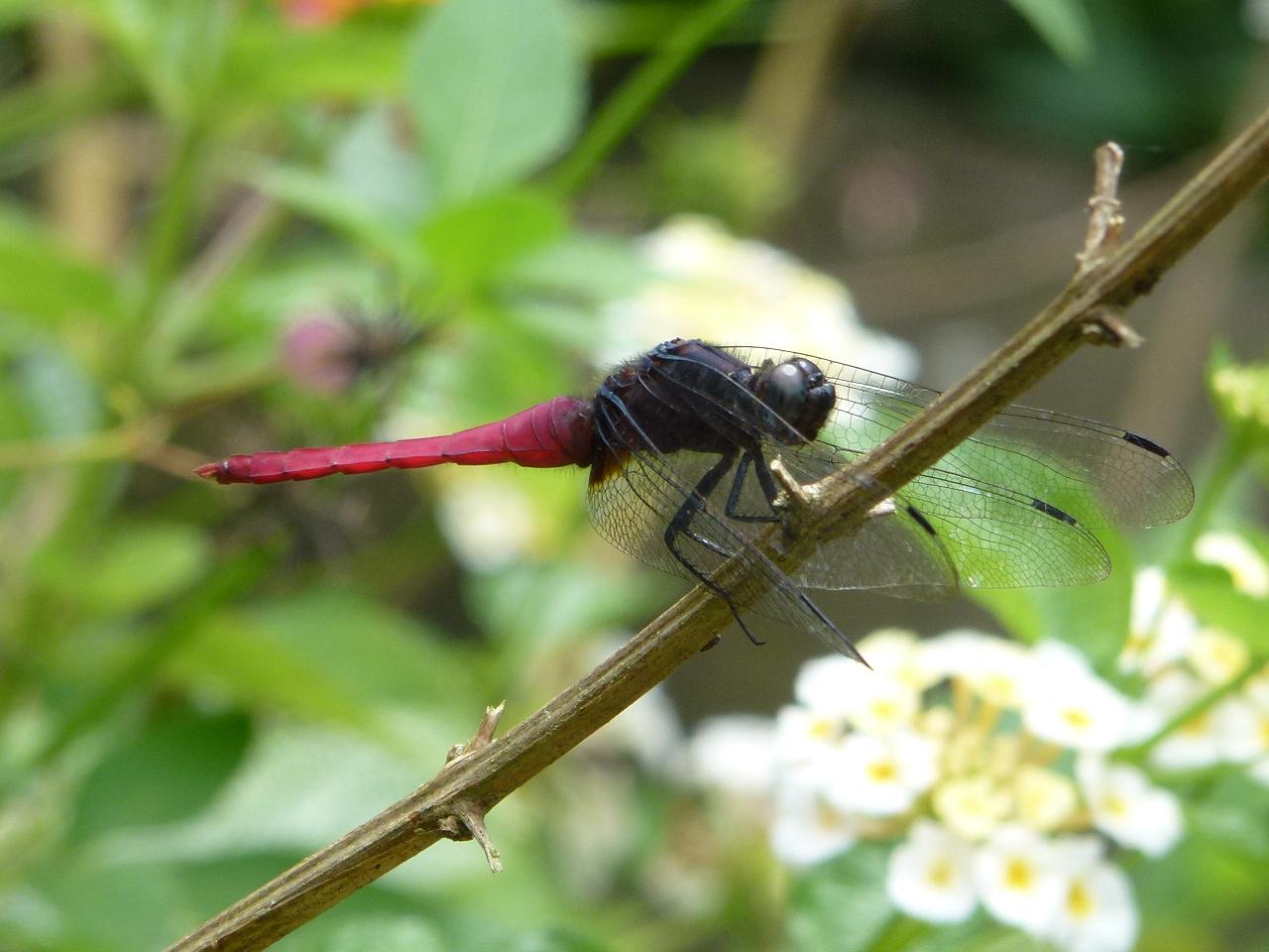 «ö¦¹¦b·sµøµ¡ÂsÄý¹Ï¤ù