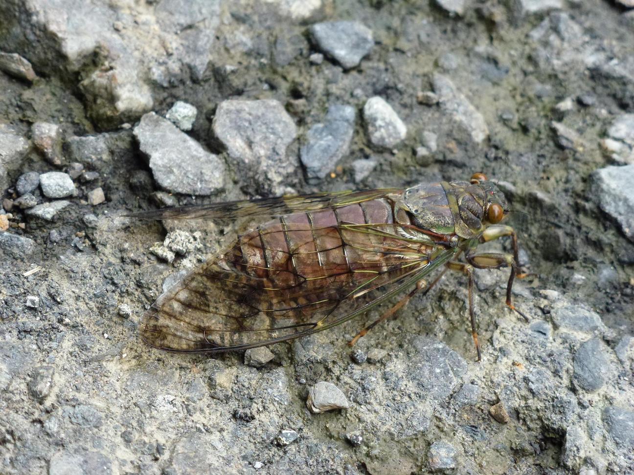 «ö¦¹¦b·sµøµ¡ÂsÄý¹Ï¤ù