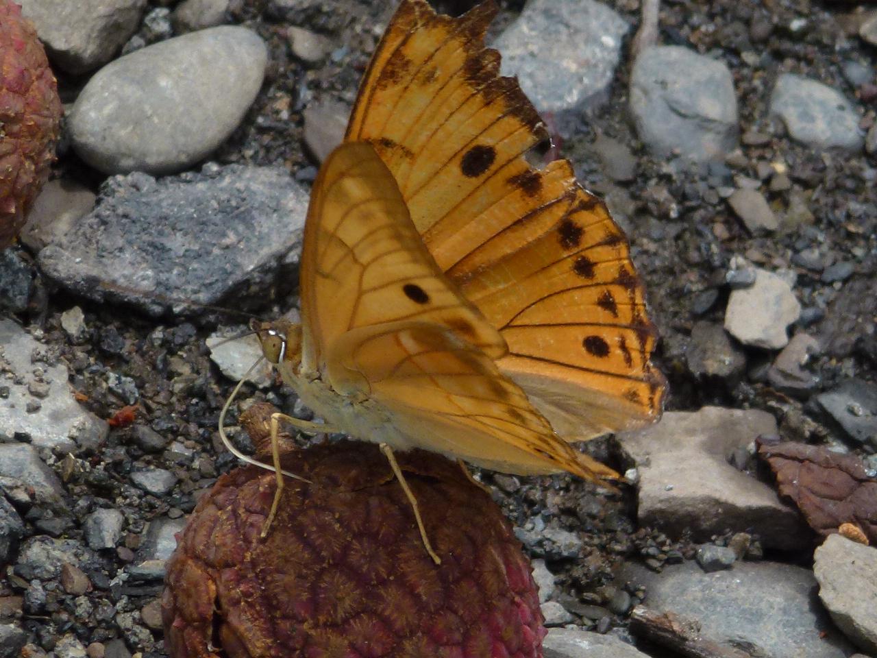 «ö¦¹¦b·sµøµ¡ÂsÄý¹Ï¤ù