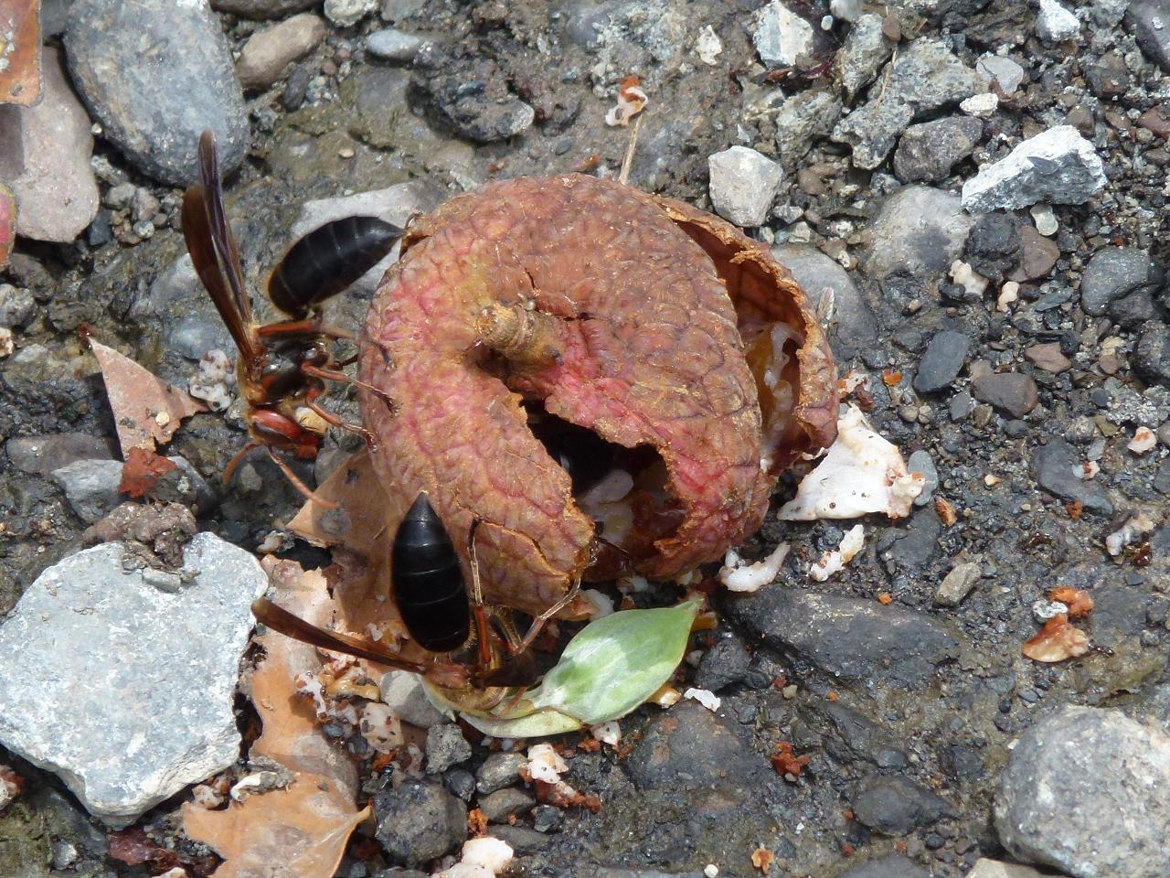 «ö¦¹¦b·sµøµ¡ÂsÄý¹Ï¤ù