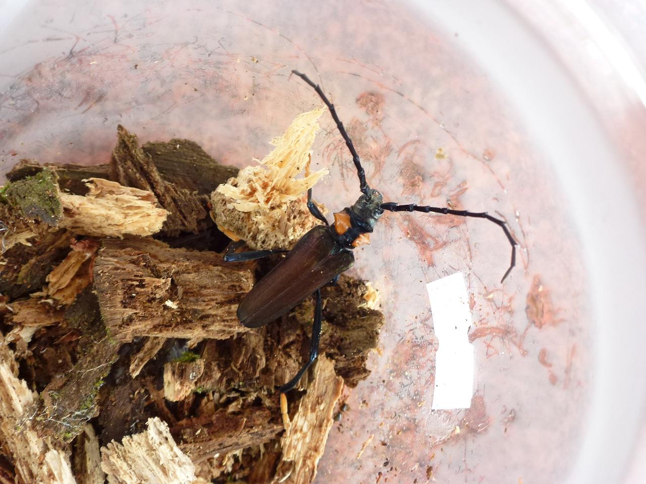 «ö¦¹¦b·sµøµ¡ÂsÄý¹Ï¤ù