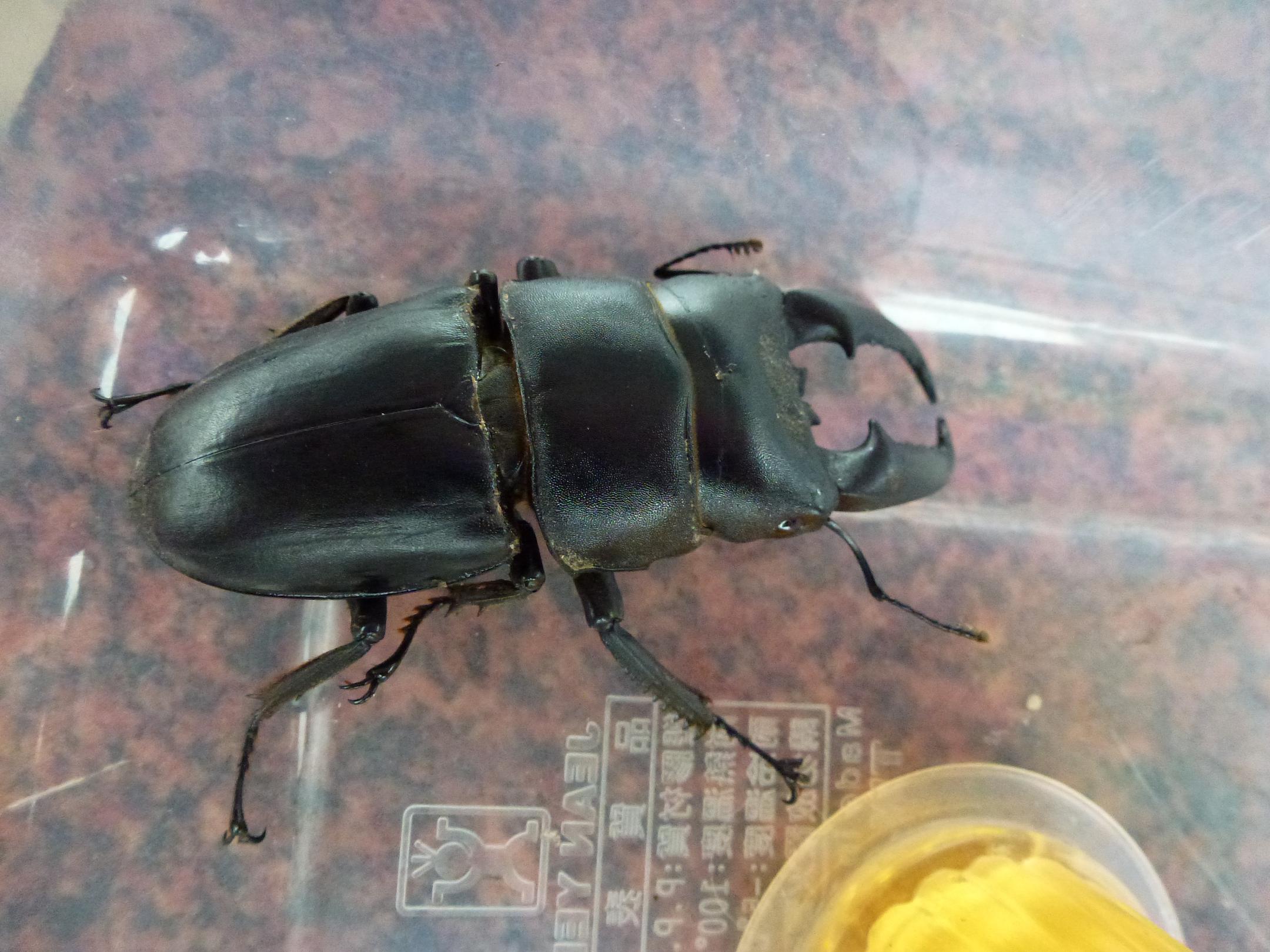 «ö¦¹¦b·sµøµ¡ÂsÄý¹Ï¤ù