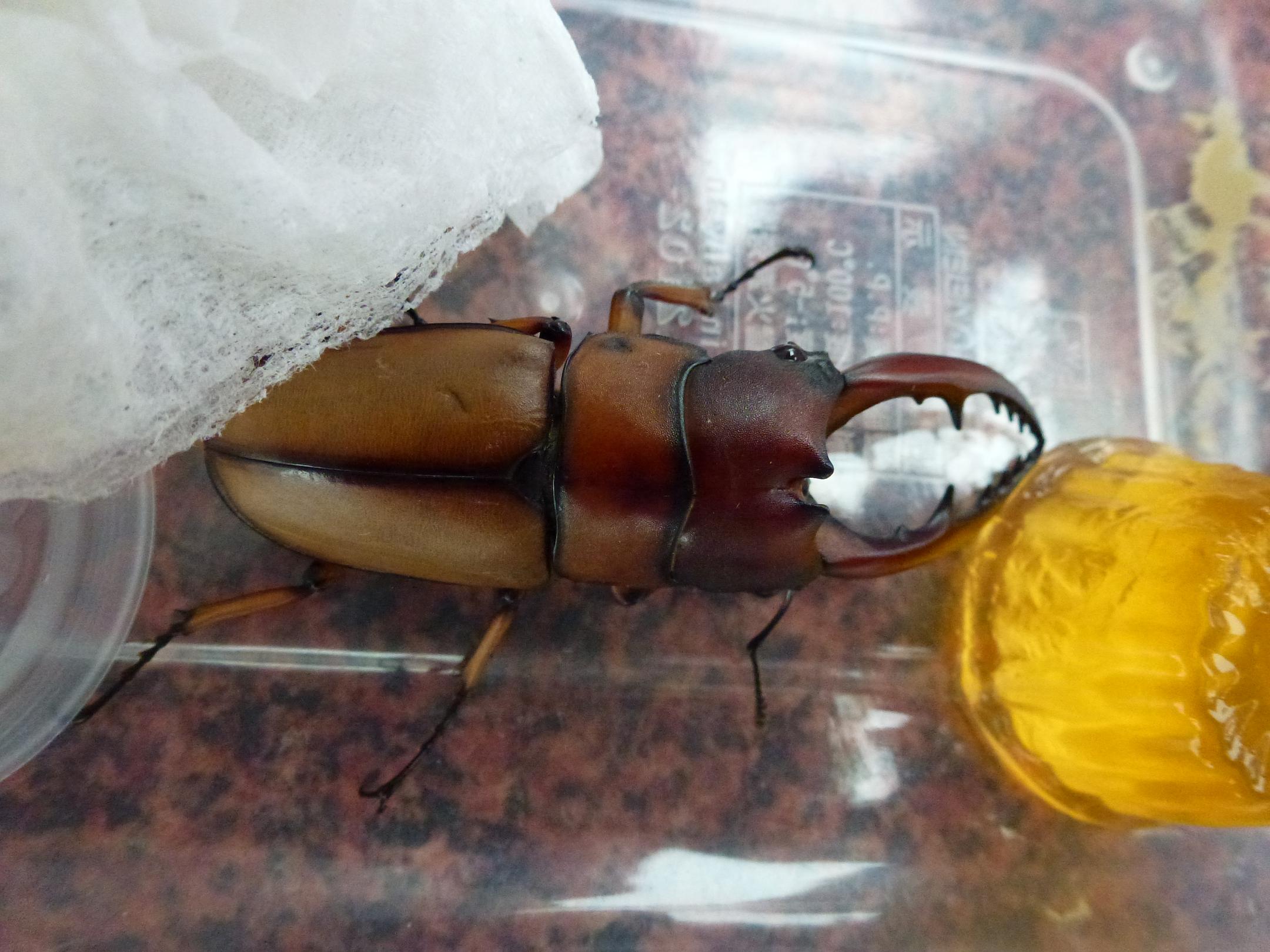 «ö¦¹¦b·sµøµ¡ÂsÄý¹Ï¤ù