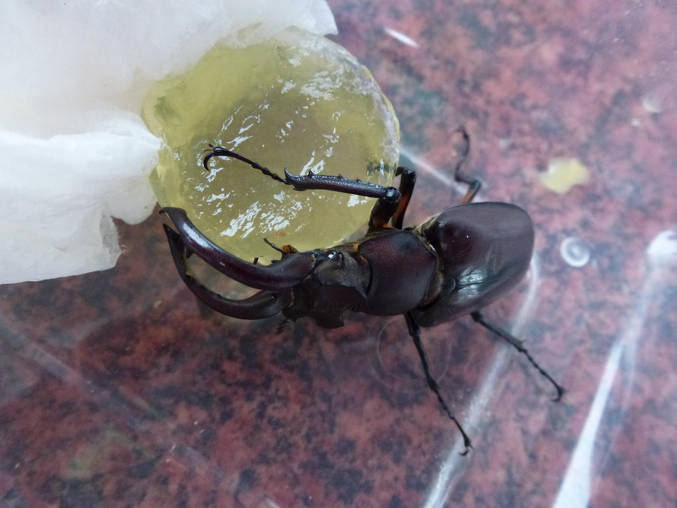 «ö¦¹¦b·sµøµ¡ÂsÄý¹Ï¤ù