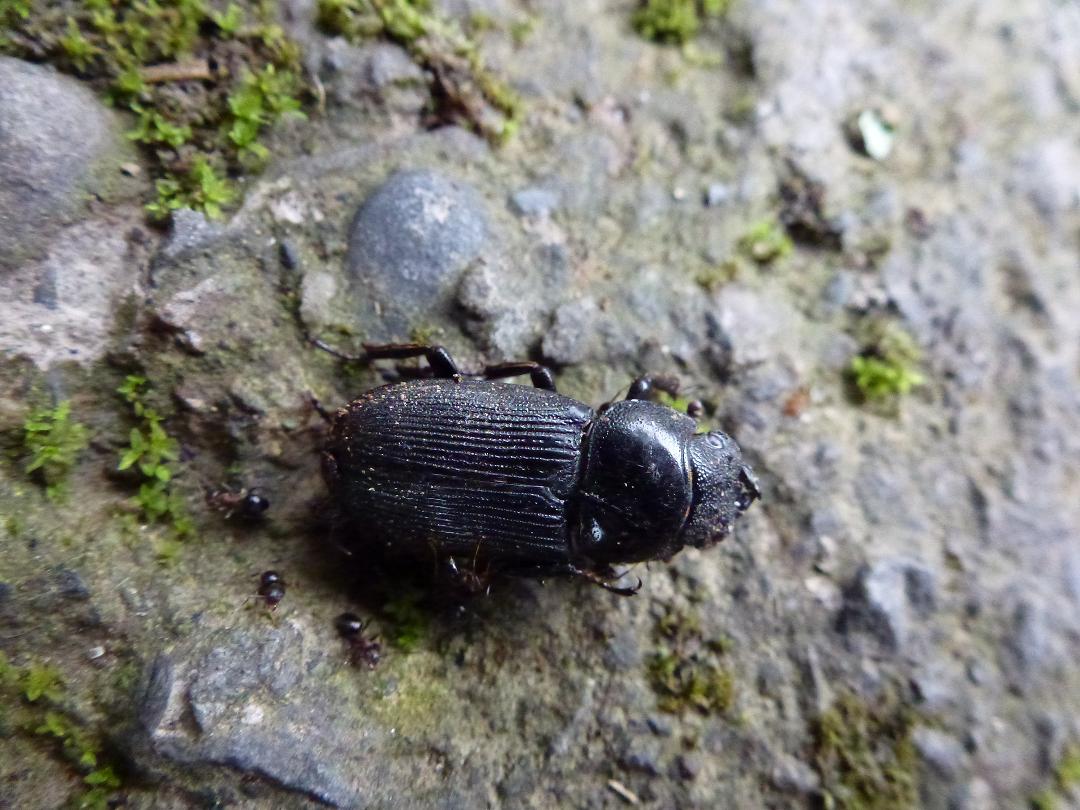 «ö¦¹¦b·sµøµ¡ÂsÄý¹Ï¤ù