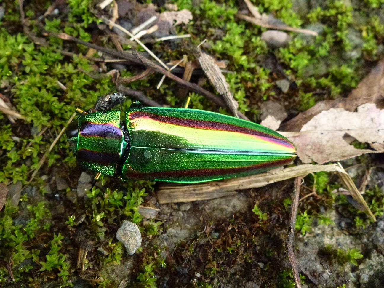 «ö¦¹¦b·sµøµ¡ÂsÄý¹Ï¤ù