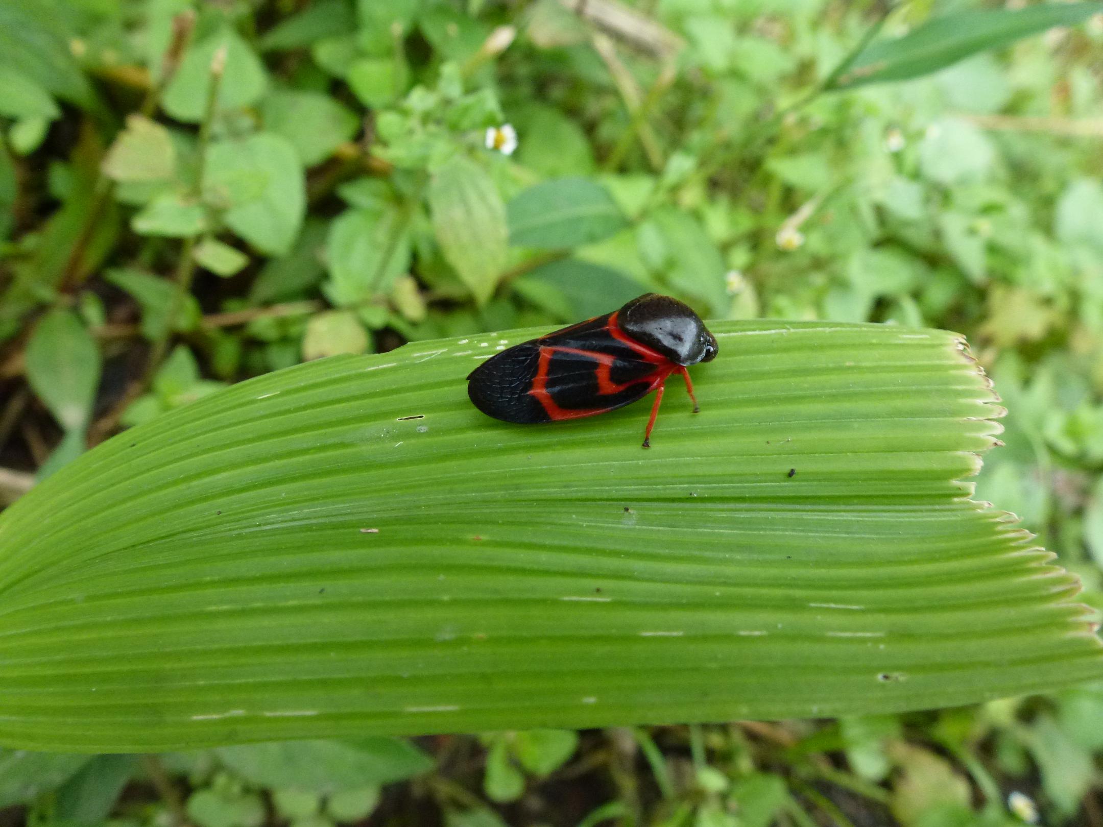 «ö¦¹¦b·sµøµ¡ÂsÄý¹Ï¤ù