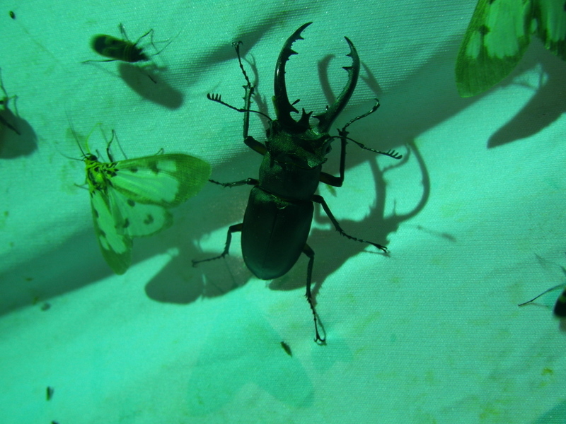 «ö¦¹¦b·sµøµ¡ÂsÄý¹Ï¤ù