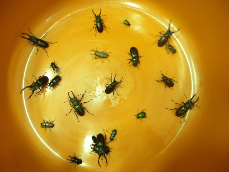 «ö¦¹¦b·sµøµ¡ÂsÄý¹Ï¤ù