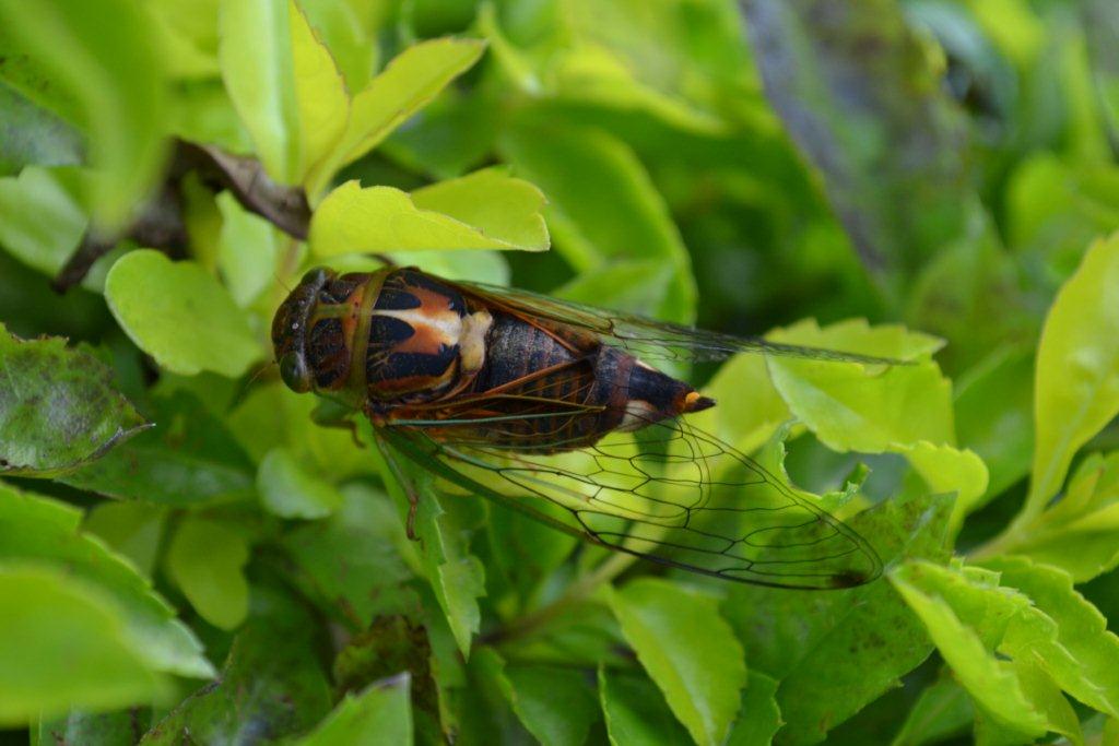 «ö¦¹¦b·sµøµ¡ÂsÄý¹Ï¤ù